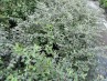 Cotoneaster franchetti