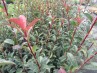 Photinias carré rouge