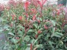 Photinias red robin